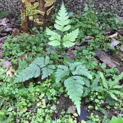 Pteris arisanensis