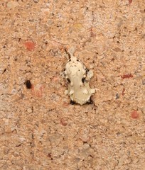 Tonica effractella