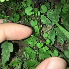 Pteris arisanensis
