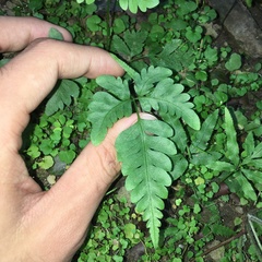 Pteris arisanensis