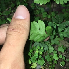 Pteris arisanensis