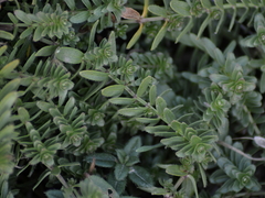 Cruciata taurica