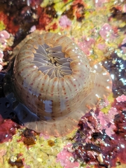 Anthopleura mariae