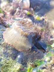 Anthopleura mariae