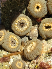 Anthopleura mariae