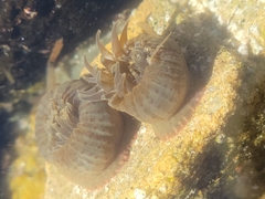 Anthopleura mariae