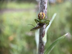Australomisidia rosea