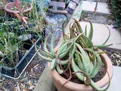 Aloe pictifolia