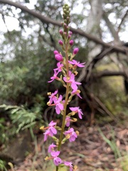 Stylidium montanum