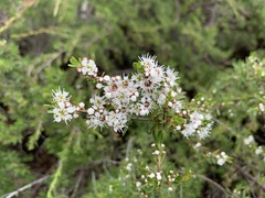 Kunzea peduncularis
