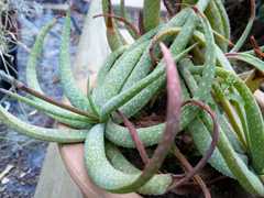Aloe pictifolia