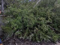 Kunzea peduncularis