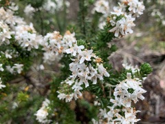 Westringia senifolia