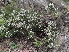 Westringia senifolia