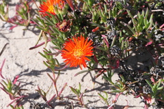 Lampranthus fergusoniae