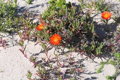 Lampranthus fergusoniae