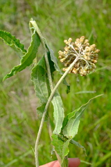 Helichrysum miconiifolium
