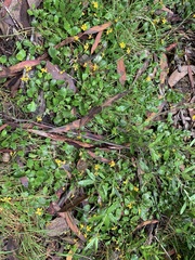 Goodenia hederacea alpestris