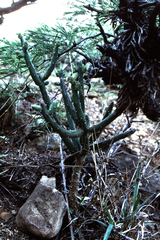 Opuntia salmiana
