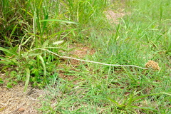 Helichrysum miconiifolium