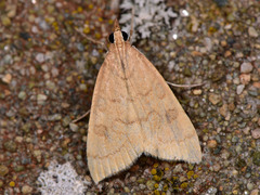 Udea fimbriatralis