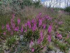 Stylidium montanum