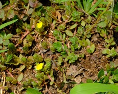 Portulaca quadrifida