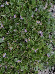 Scaevola hookeri