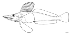 Jonah's Icefish photo 4