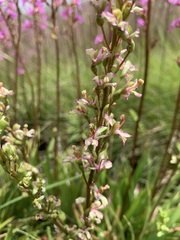 Stylidium montanum
