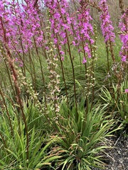 Stylidium montanum