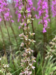Stylidium montanum