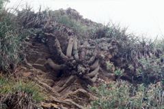 Trichocereus schickendantzii
