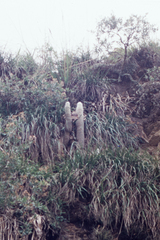 Cleistocactus strausii