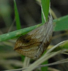 Evergestis forficalis