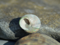 Steromphala divaricata