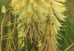 Kniphofia albescens