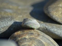 Steromphala divaricata