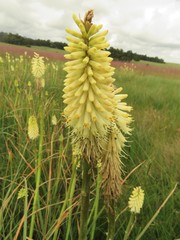 Kniphofia albescens