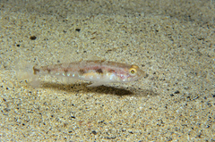 Deltentosteus collonianus