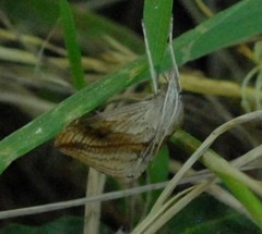 Evergestis forficalis