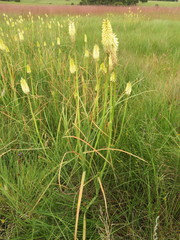 Kniphofia albescens
