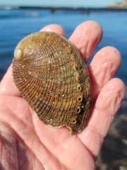 Haliotis walallensis