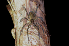 Cupiennius salei