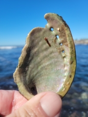 Haliotis walallensis