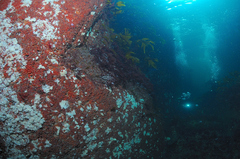 Dendrodoa grossularia