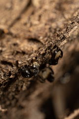 Tetragonilla collina