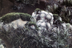 Aylostera fiebrigii