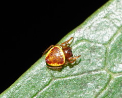 Demadiana