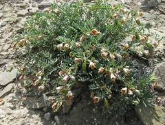 Zygophyllum pinnatum